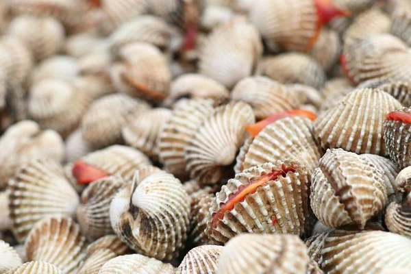 Cockles a cibo di strada — Foto Stock