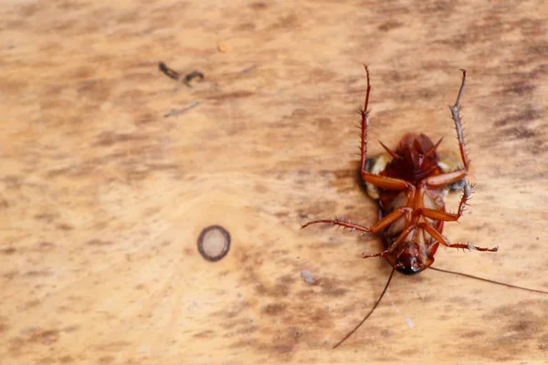 Dode Cockroach op houten achtergrond — Stockfoto