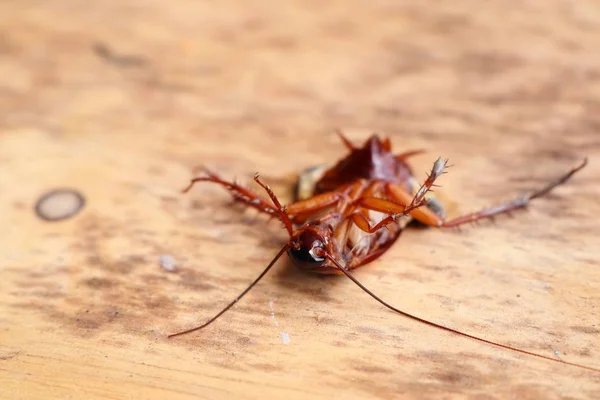 Мертвый таракан на деревянном фоне — стоковое фото