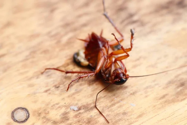 Мертвый таракан на деревянном фоне — стоковое фото