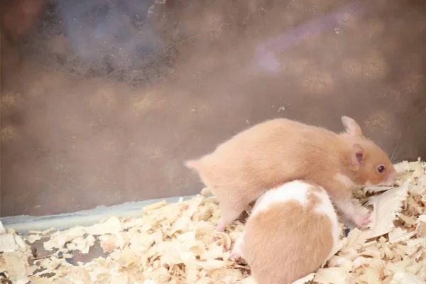 Hamster auf dem Markt — Stockfoto