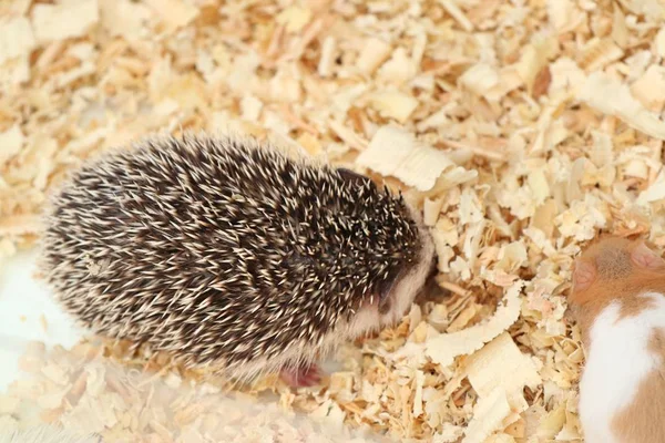 Igel auf dem Markt — Stockfoto