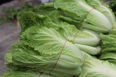 Çin lahanası Market