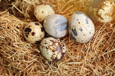 Yuvada bıldırcın yumurtası