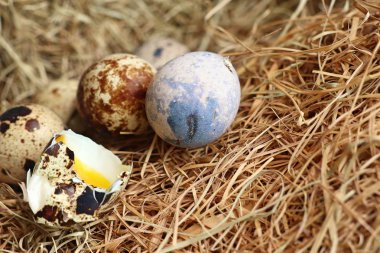 Yuvada bıldırcın yumurtası