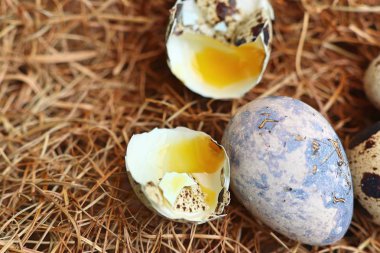 Yuvada bıldırcın yumurtası