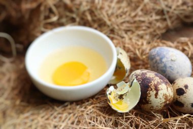 Yuvada bıldırcın yumurtası