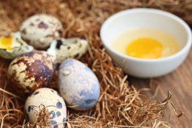 Yuvada bıldırcın yumurtası