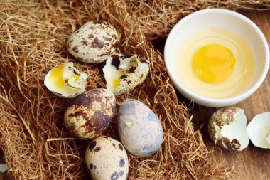 Yuvada bıldırcın yumurtası