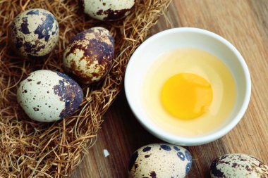 Yuvada bıldırcın yumurtası