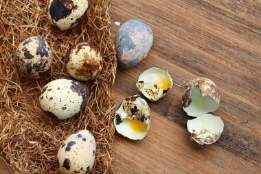 Yuvada bıldırcın yumurtası