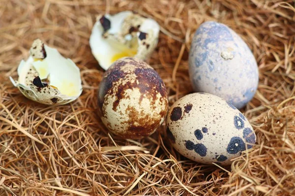 Kwarteleitjes in nest — Stockfoto