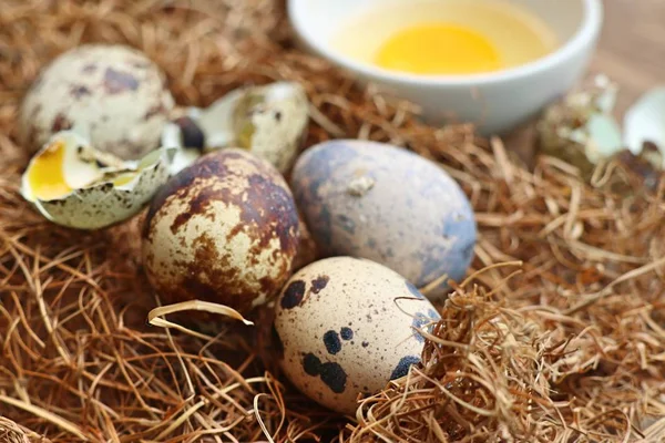 Yuvada bıldırcın yumurtası