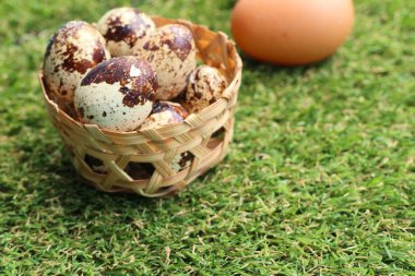 Bıldırcın yumurtası suni çim üzerinde