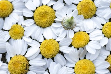 Papatya çiçekleri yan yana dizilip kendini tekrar eden bir desen oluşturuyor.