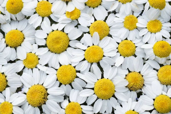 Gänseblümchenblümchen Nebeneinander Angeordnet Bilden Ein Muster Das Sich Wiederholt — Stockfoto