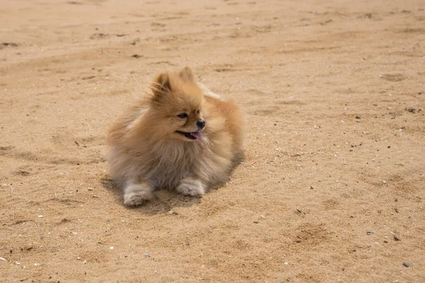 Small Pomeranian Breed Dog Colo Cinnamon Beach Golden Sands — Stock Photo, Image