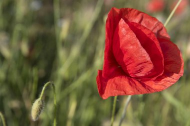 Arazide çiçek açan gelinciğin doğal haliyle yakın plan fotoğrafı.