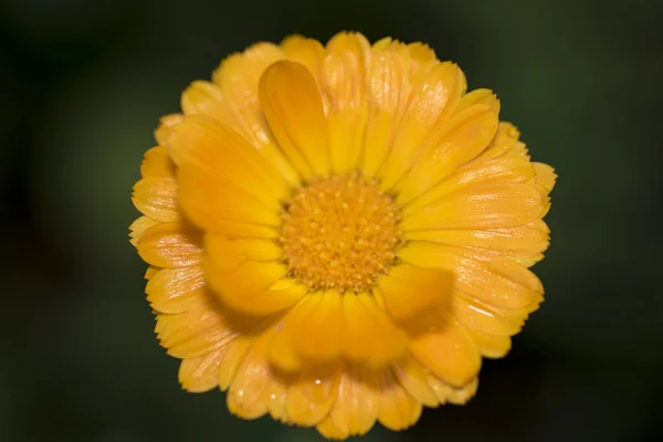 Close Flor Calêndula Officinalis Laranja Que Você Pode Ver Suas — Fotografia de Stock