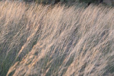 Yazın kuru mısır gevreği artışının yakın çekimi. Sıcak ve hasat zamanı.