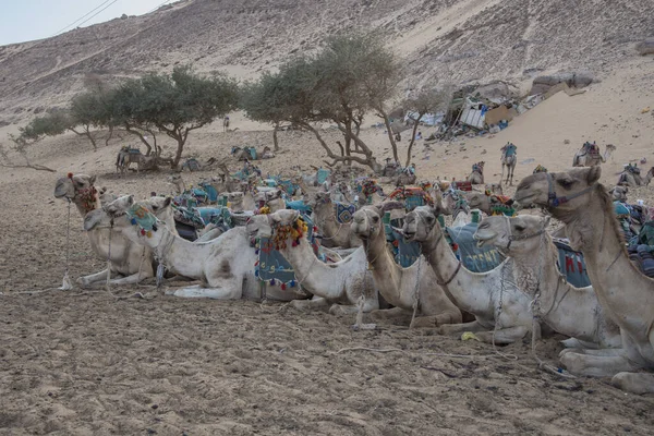 Camello on the banks of the Nile River as it passes through the Nubian People in Aswan, Egypt, Afriaca. Huge and trained animals.