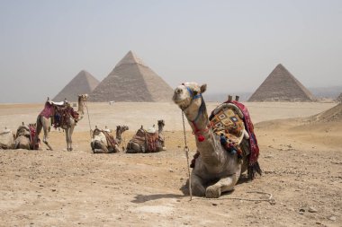 Giza piramitleri, Mısır, Afrika 'da Kahire' nin yanında. Büyük ve tarihi binalar.