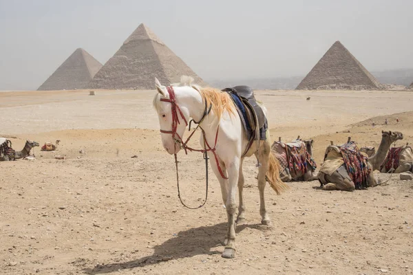 ギザピラミッド エジプト アフリカのカイロの隣 巨大で歴史的な建物 — ストック写真