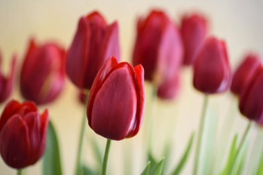 Kırmızı lalenin parlak rengi ve türban şekliyle tam çiçeklenmiş yakın çekimi çok güzel.