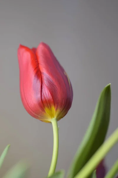 Zbliżenie Czerwonego Tulipana Pełnym Rozkwicie Jasnym Kolorem Kształtem Turbanu Bardzo — Zdjęcie stockowe