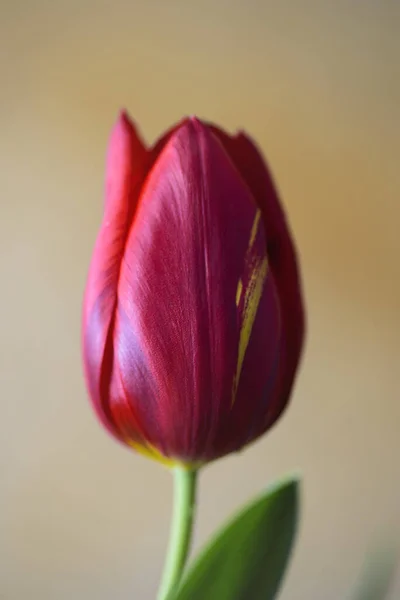Закрытие Красного Тюльпана Полном Расцвете Ярким Цветом Формой Тюрбана Красиво — стоковое фото