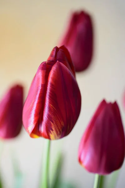 Gros Plan Tulipe Rouge Pleine Floraison Avec Couleur Vive Forme — Photo