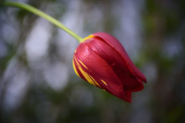 Primer Plano Del Tulipán Rojo Plena Floración Con Color Brillante —  Fotos de Stock