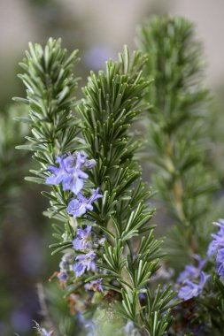 Çiçekli bir biberiye bitkisinin yakın çekimi. Yeşil, aromatik ve çiçekli bir bitki..