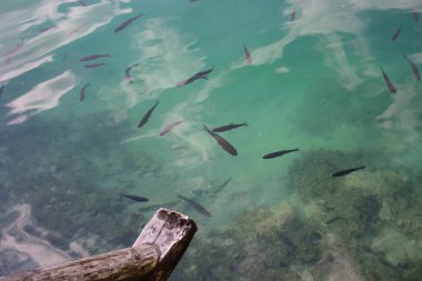 Hırvatistan, Avrupa 'nın merkezinde yer alan Plitvice Gölleri Doğal Parkı' nda balıkların görüldüğü şeffaf su.