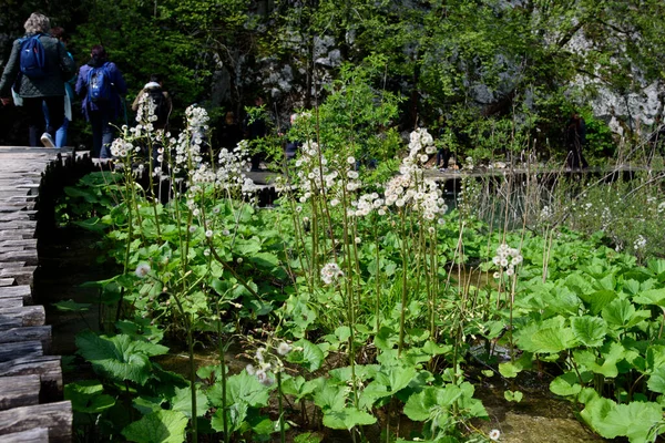 Plitvice Gölleri Doğa Parkı 'ndaki ahşap kaldırım ve yeşillik, Orta Hırvatistan, Avrupa' daki orman rezervi.