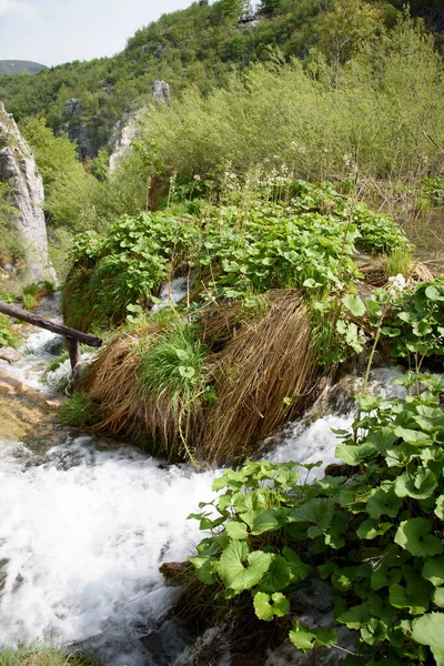 Plitvice Gölleri Doğa Parkı 'ndaki dereler ve bitki örtüsü, Orta Hırvatistan ve Avrupa' da yer alan orman rezervi.