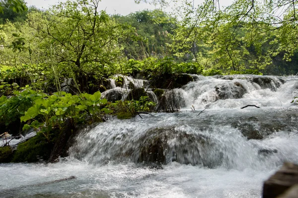Bäckar Och Vegetation Plitvicesjöarnas Naturpark Skogsreservat Centrala Kroatien Europa — Stockfoto