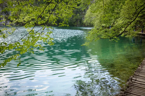 나무로 호수와 초목들 크로아티아 중부에 플리트 공원에 — 스톡 사진
