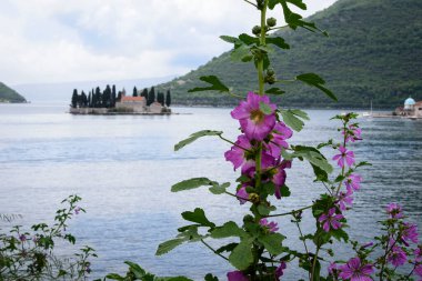 Önünde, Adriyatik, Karadağ ve Avrupa 'daki Kotor Körfezi' nde bulunan Perast 'tan gelen pembe çiçekli Aziz George Adası manzarası.
