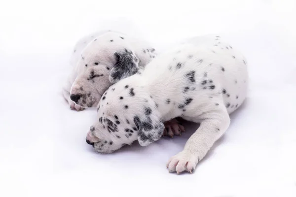 Dois Cachorros Raça Dalmata Fundo Branco Animais Preciosos — Fotografia de Stock