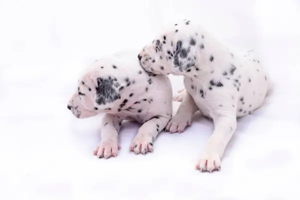 Two Puppy Dogs Dalmata Breed White Background Precious Animals — Stock Photo, Image