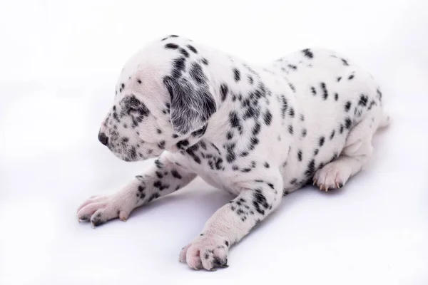 Beyaz arka planda Dalmaçyalı yavru köpek. Kıymetli hayvan..
