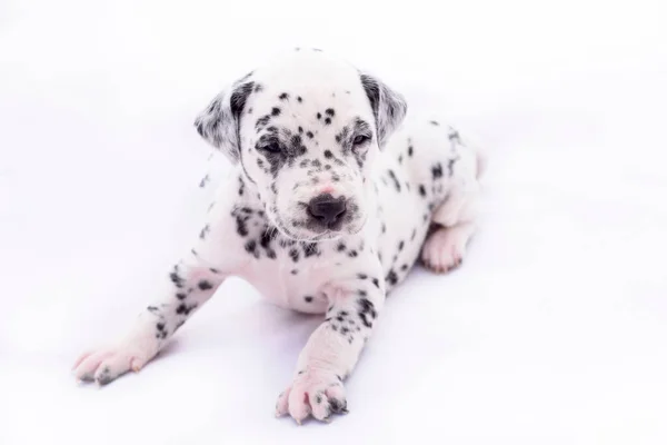 Cão Raça Dálmata Fundo Branco Animal Precioso — Fotografia de Stock
