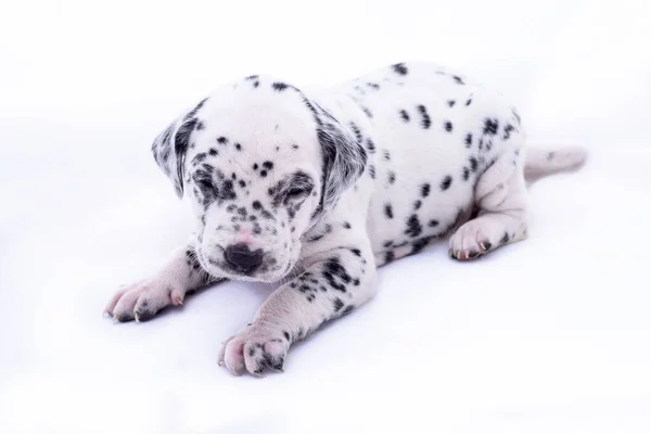 Dalmatian Breed Puppy Dog White Background Precious Animal — Stock Photo, Image