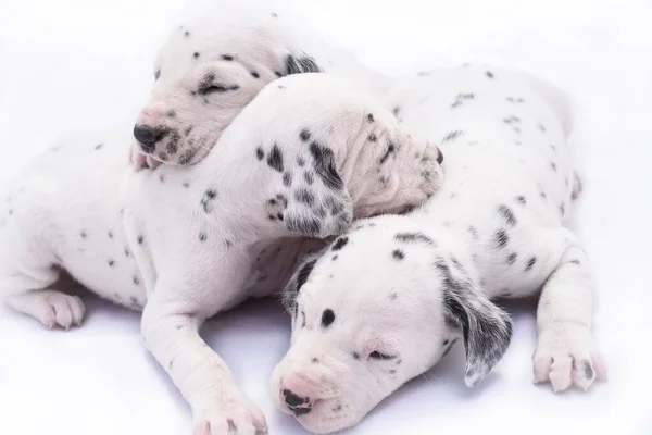 Três Cachorros Raça Dalmata Fundo Branco Animais Preciosos — Fotografia de Stock