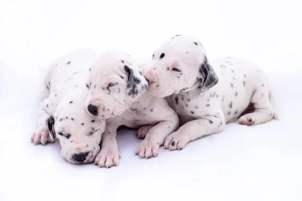 Três Cachorros Raça Dalmata Fundo Branco Animais Preciosos — Fotografia de Stock