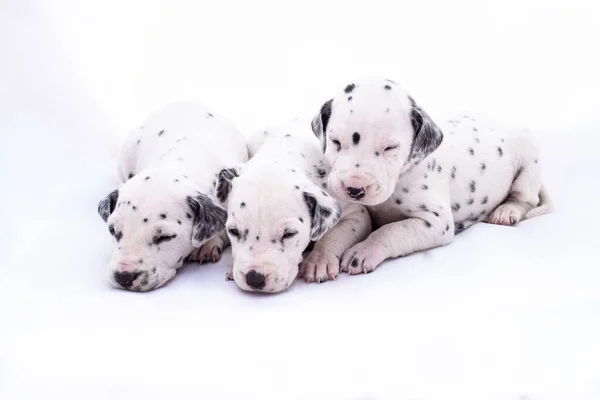 Três Cachorros Raça Dalmata Fundo Branco Animais Preciosos — Fotografia de Stock