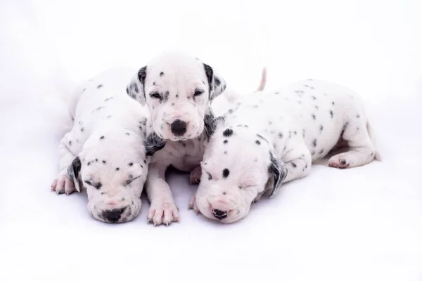 Dalmata 'nın üç yavru köpeği beyaz arka planda yaşıyor. Değerli hayvanlar.