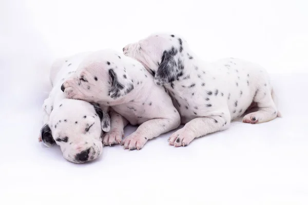 Três Cachorros Raça Dalmata Fundo Branco Animais Preciosos — Fotografia de Stock