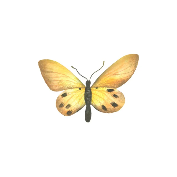 Acquerello Colorato Butterflly Isolato Sfondo Bianco — Foto Stock